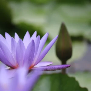 flower, lotus, beautiful flowers, petals, flower background, buds, pond, nature, blooming, flower wallpaper, botany
