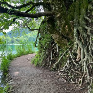 A tranquil nature trail by a clear lake, accented by twisted tree roots and lush greenery.